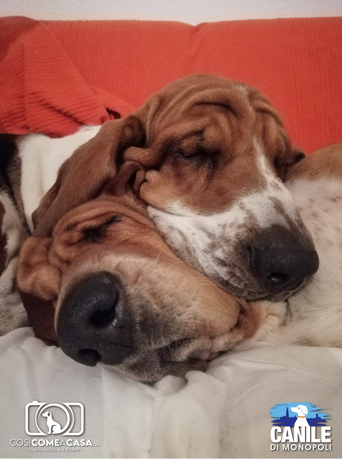 Brando_Biagio_Carlo_Donetti