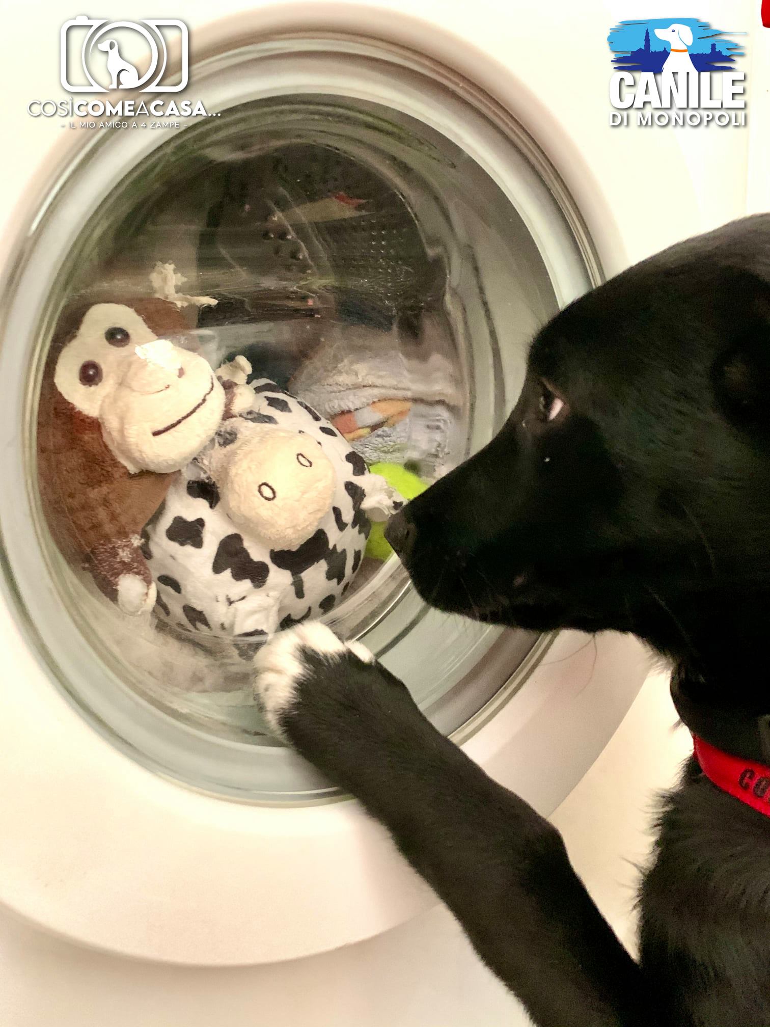 Ginger_Francesca_De_Miccolis