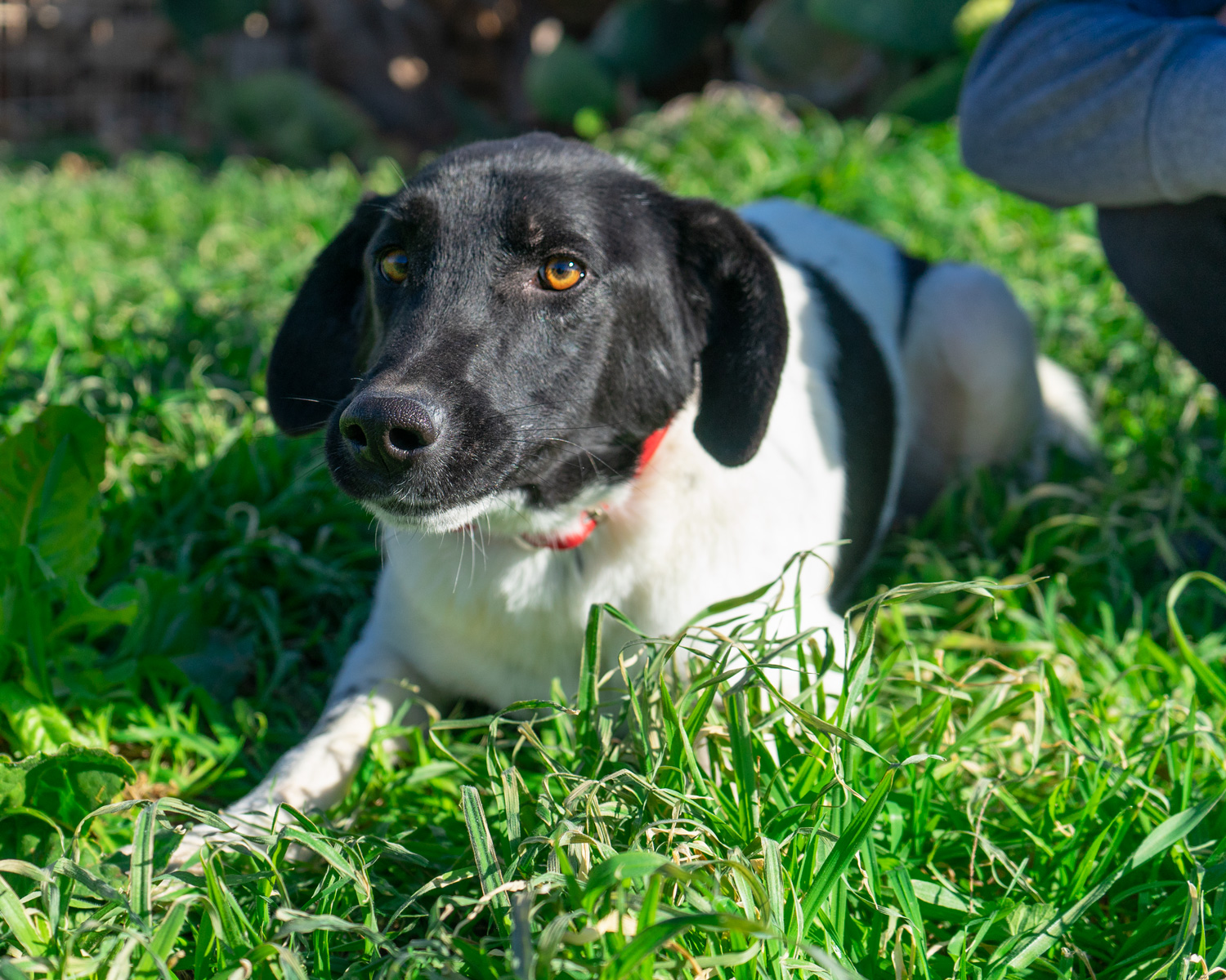 Pongo_1