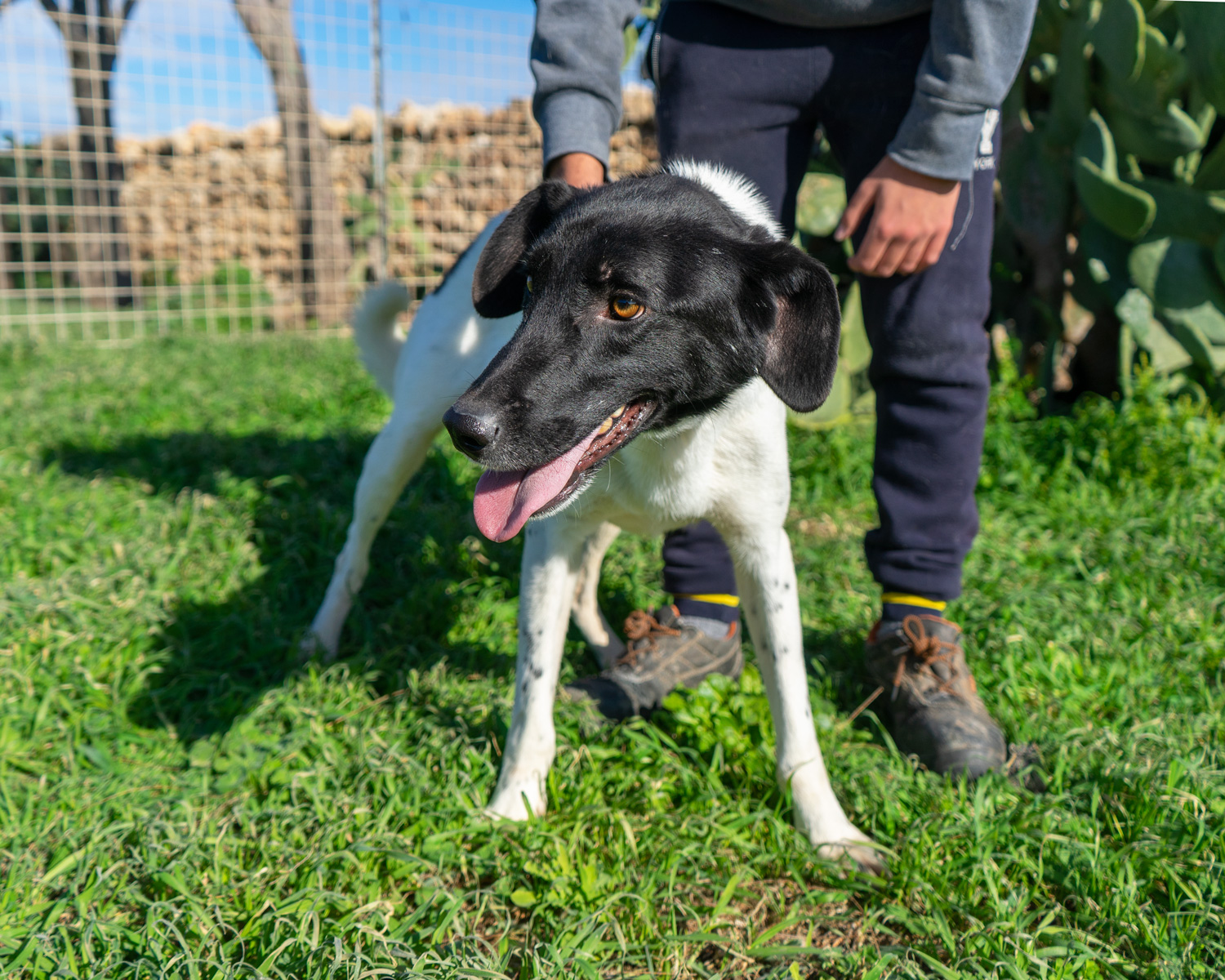 Pongo_3
