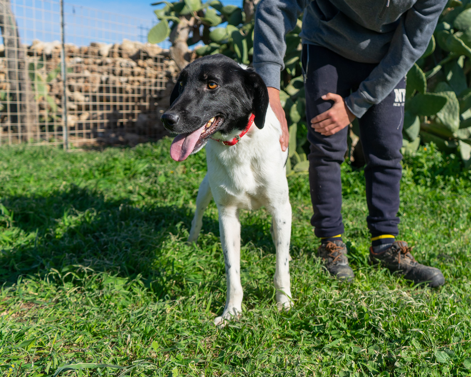 Pongo_8
