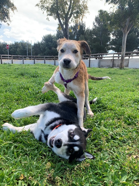 Argo_Lexie_ContestCanileMonopoli_Settimana2 Argo_Lexie_ContestCanileMonopoli_Settimana2