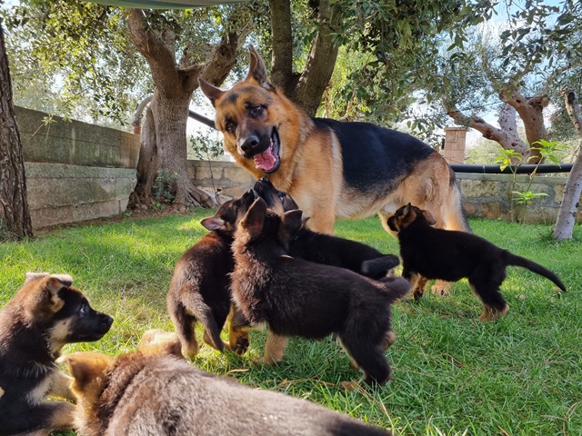 Axel_ContestCanileMonopoli_Settimana2 Axel_ContestCanileMonopoli_Settimana2