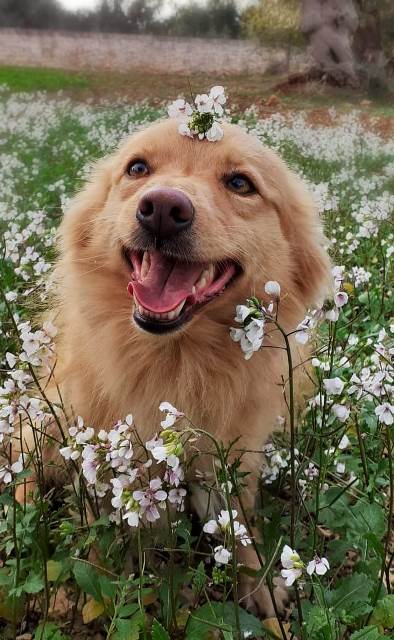 Baddy_ContestCanileDiMonopoli2021_Settimana3