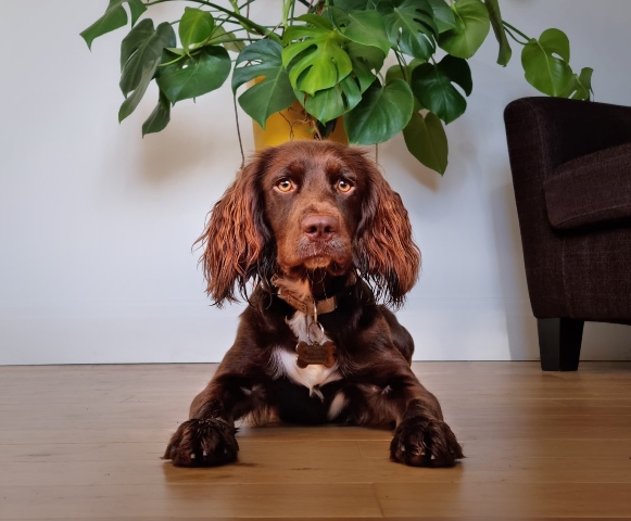 Bella_ContestCanileDiMonopoli2021_Settimana4