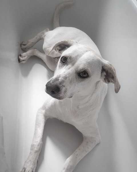 Camilla_ContestCanileDiMonopoli2021_Settimana3