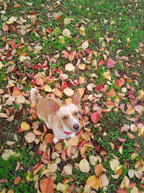 Chucky_ContestCanileDiMonopoli2021_Settimana3