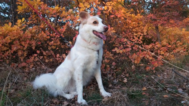 Lucka_ContestCanileDiMonopoli2021_Settimana4