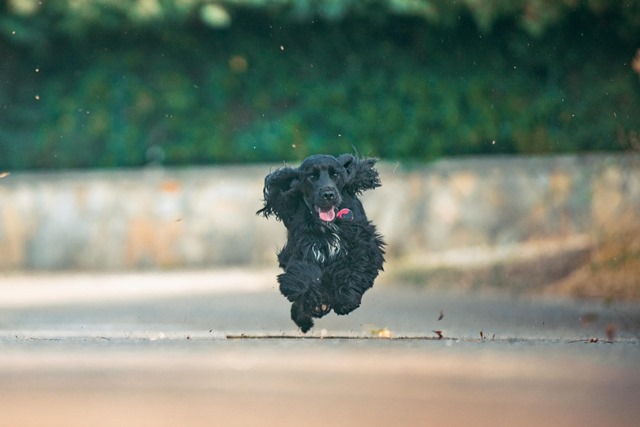 Ponyo_ContestCanileDiMonopoli2021_Settimana3