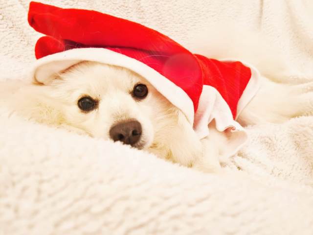 Sasha_ContestCanileDiMonopoli2021_Settimana4