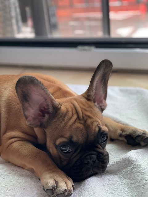 Thor_ContestCanileDiMonopoli2021_Settimana4