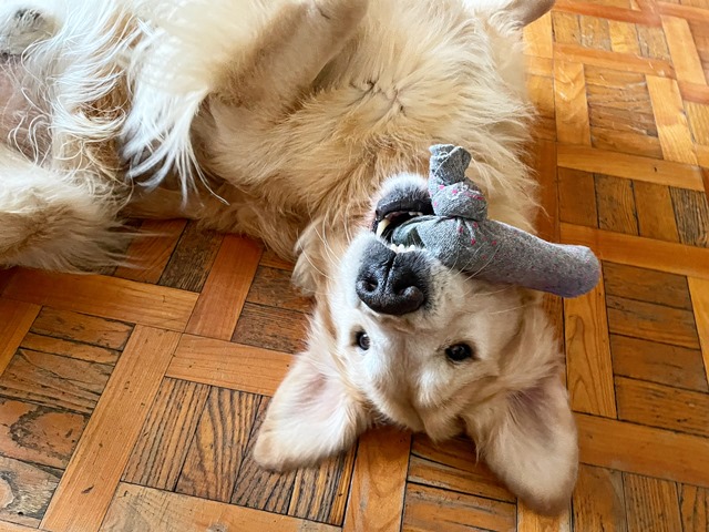 Ulisse_ContestCanileMonopoli_Settimana2 Ulisse_ContestCanileMonopoli_Settimana2