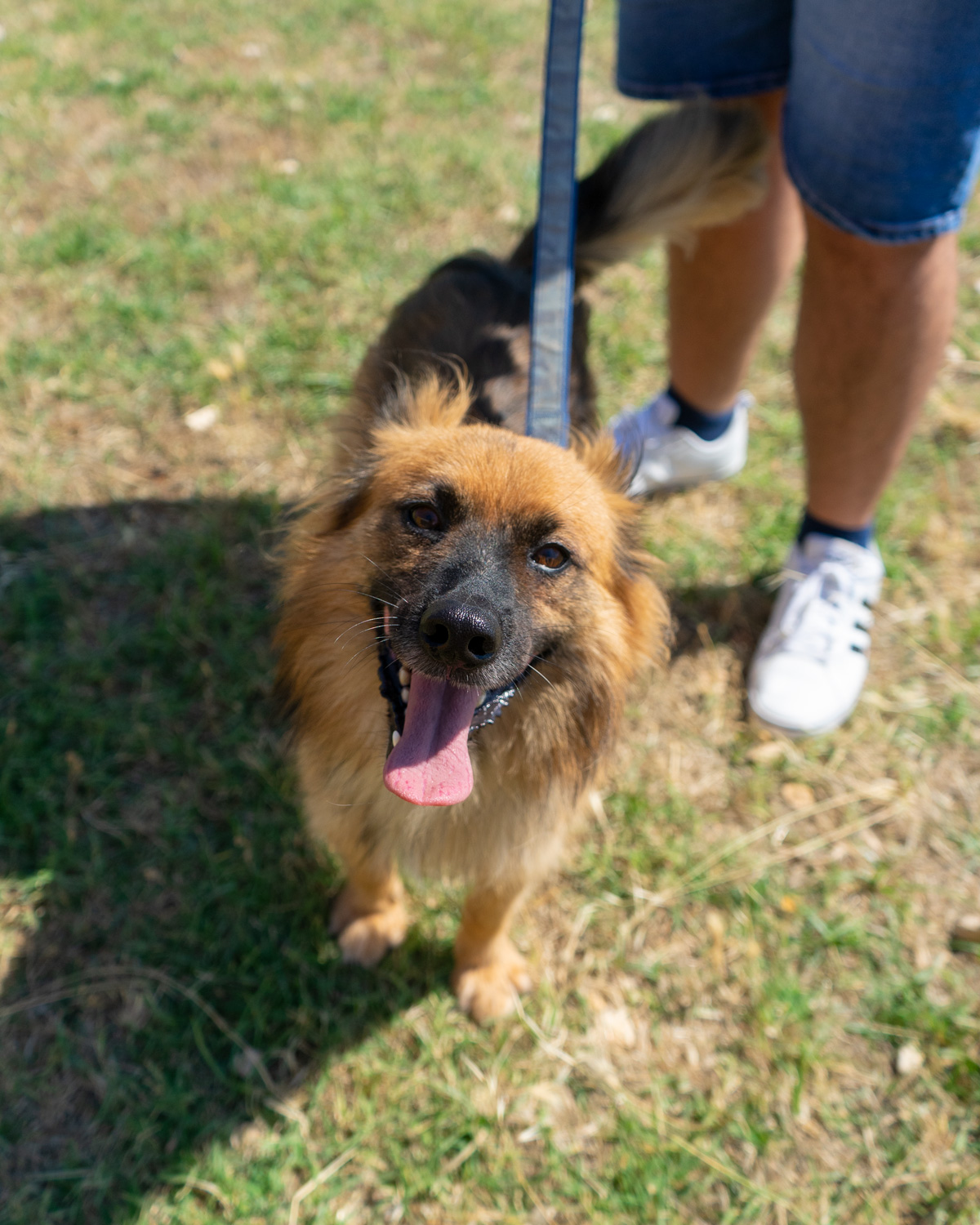 Elvis_2